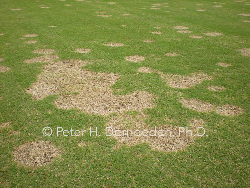 Show-Time for Spring Dead Spot – A Story About How A Maryland Grad ...