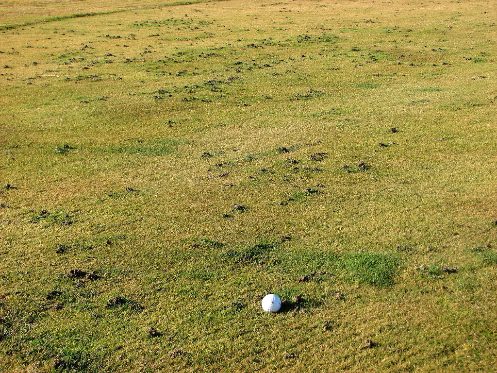 Earthworm castings on a fairway in autumn.